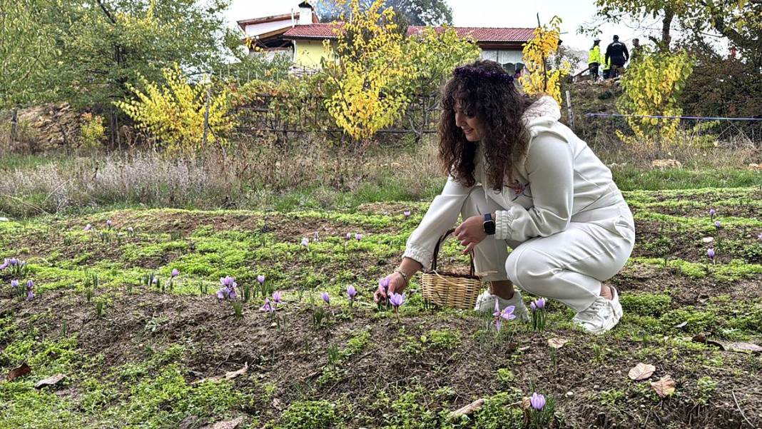 Dünyanın en pahalı baharatı Safranbolu'da yetişiyor! Gıda, ilaç ve kozmetikte kullanılan mucize 2